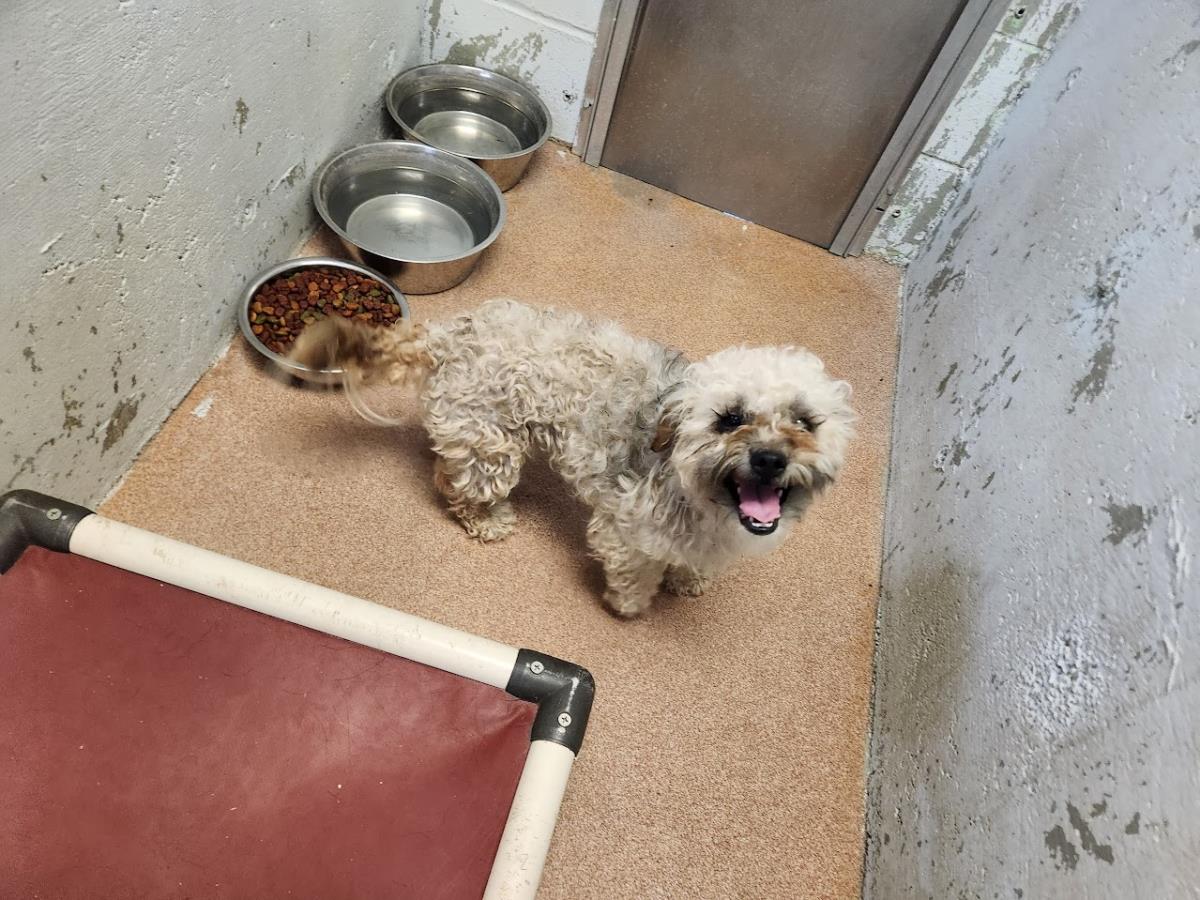 [No Name] #A1498: Male Dog