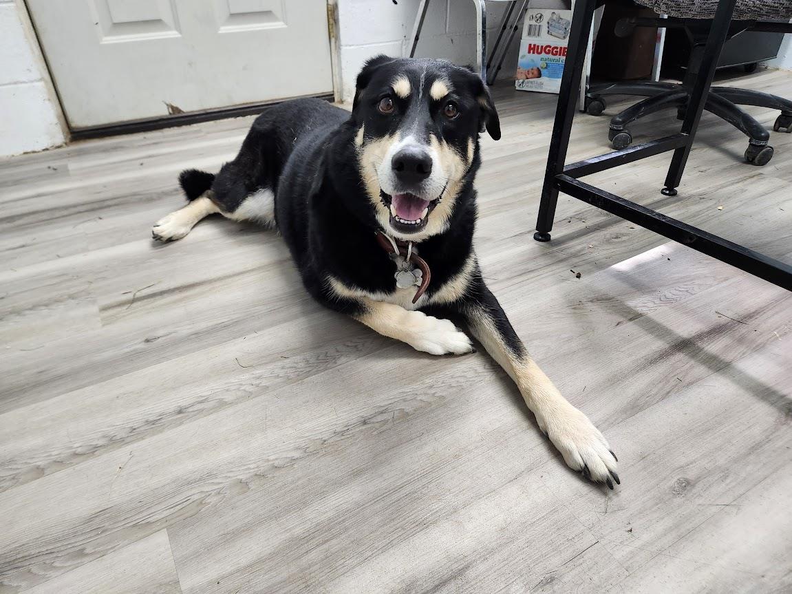 Kozmo #A1541: Male Dog