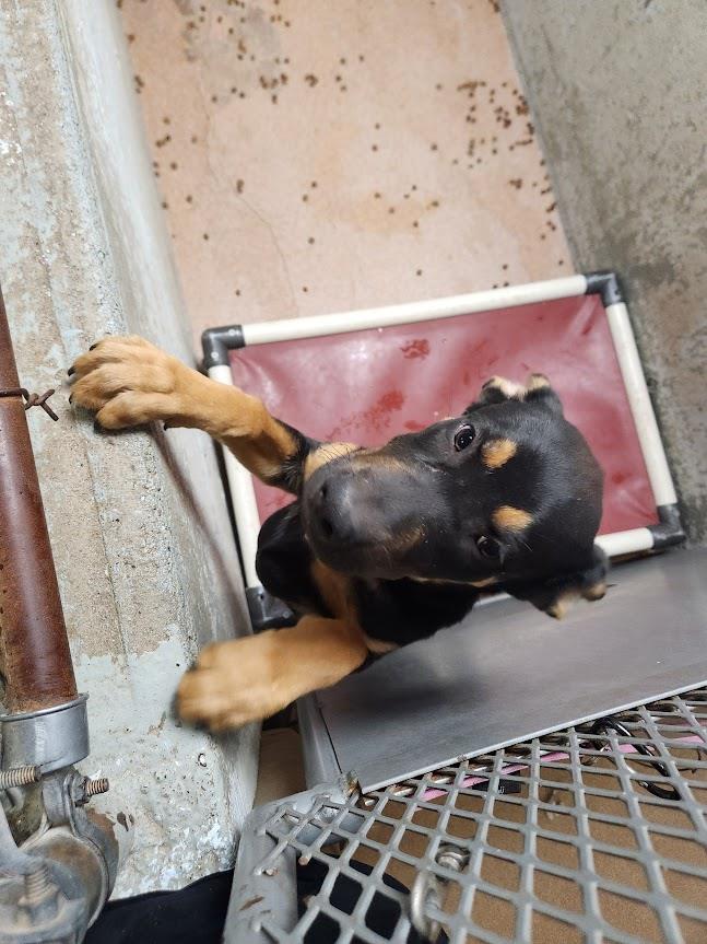 [No Name] #A1547: Male Dog