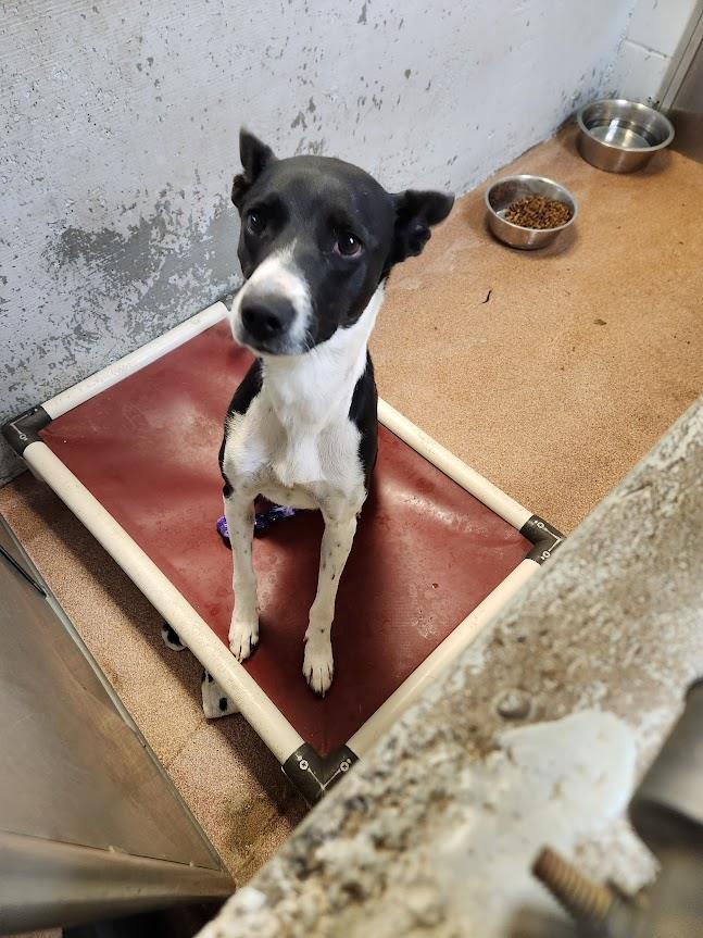 [No Name] #A1548: Female Dog