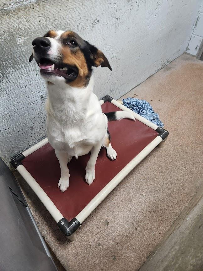 Tilda #A1561: Female Dog