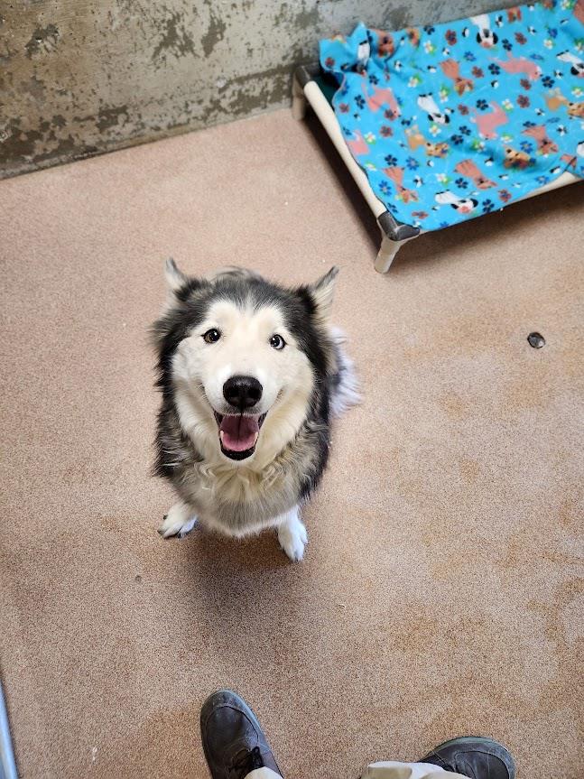 Daenerys #A1562: Female Dog