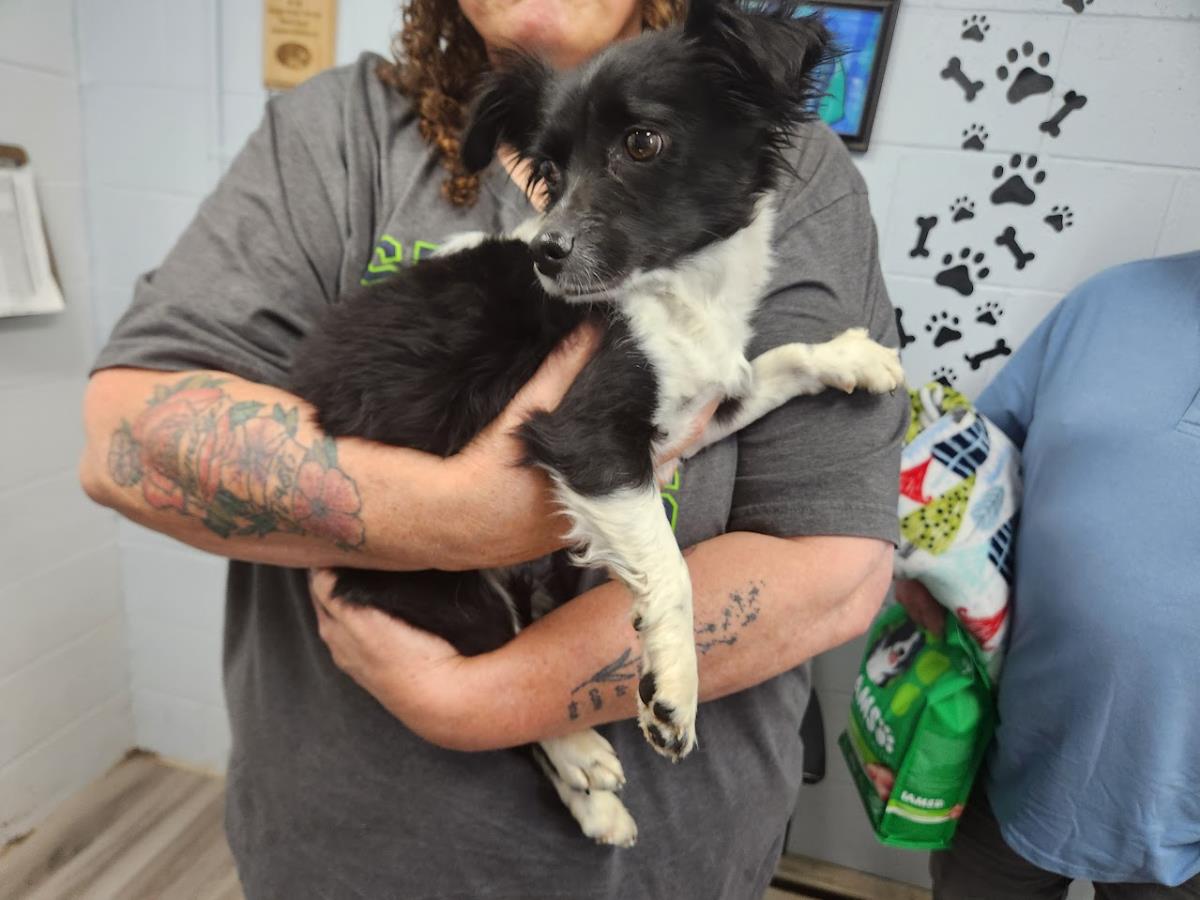 (Foster To Adopt) #A1572: Female Dog
