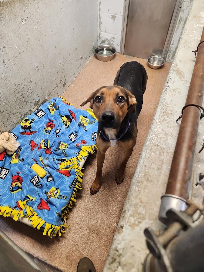 Nia #A1653: Female Dog