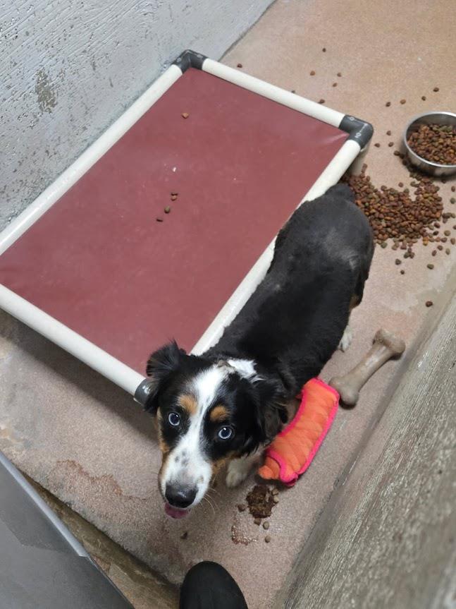 Brittney #A1453: Female Dog