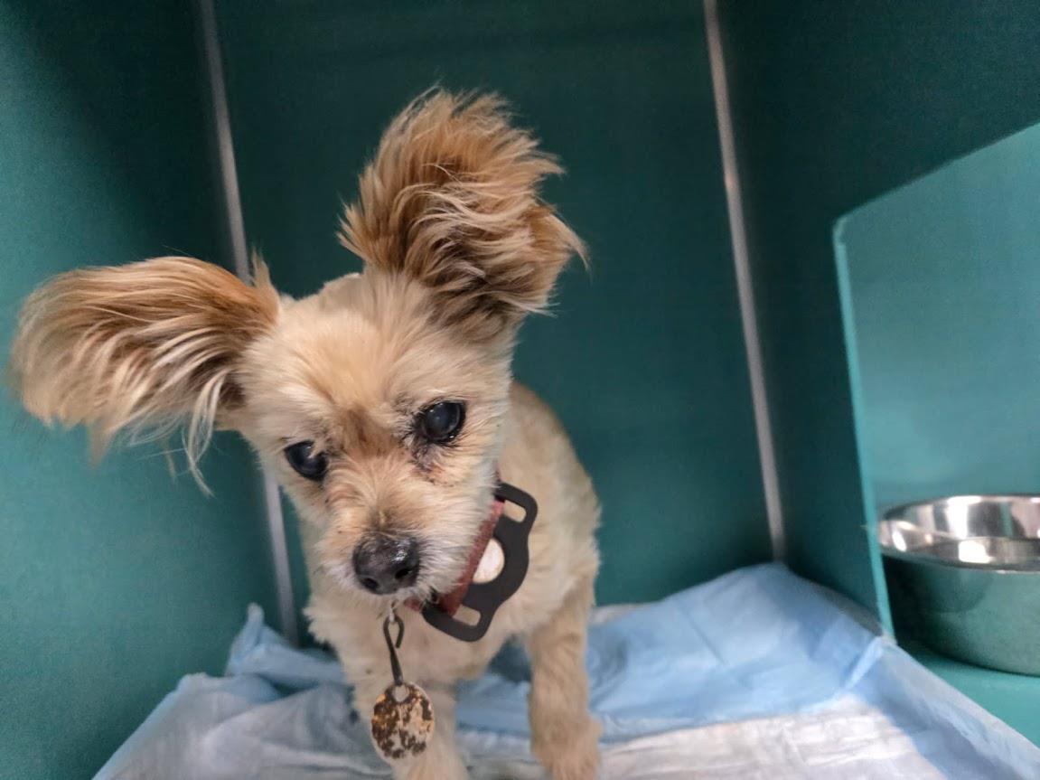 Sassy #A1478: Female Dog