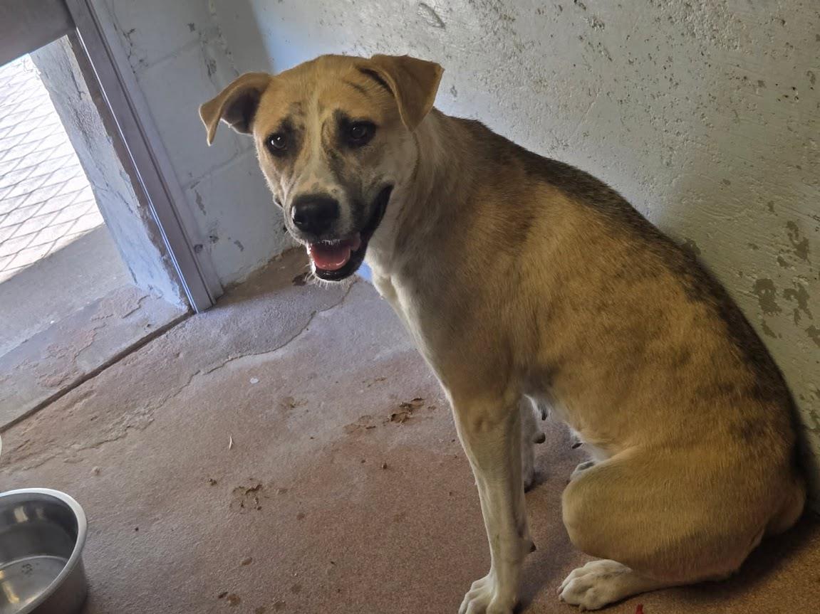 [No Name] #A1479: Female Dog