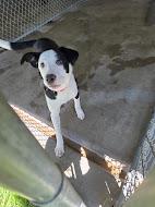 [No Name] #A1480: Female Dog