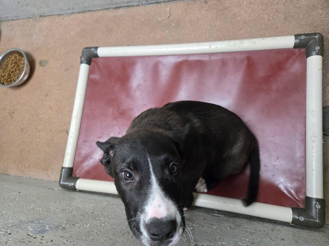 [No Name] #A1481: Male Dog