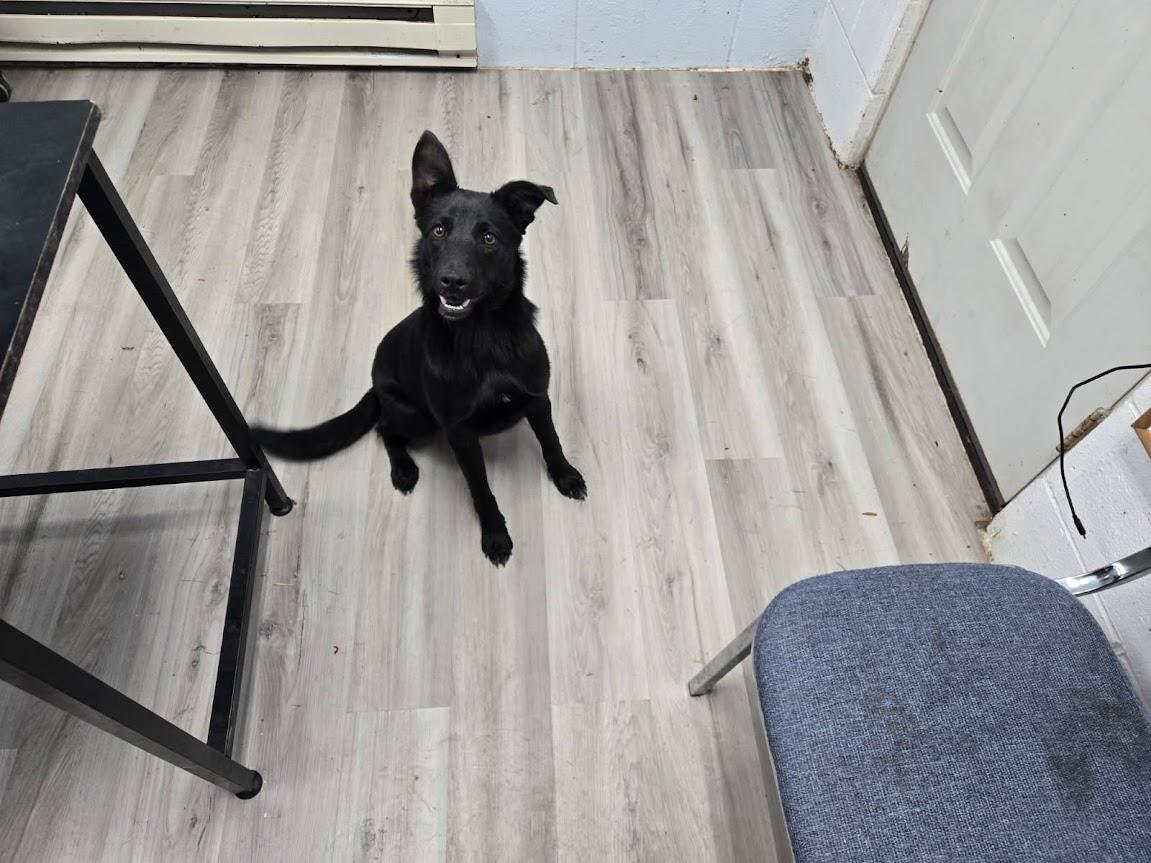 [No Name] #A1540: Female Dog