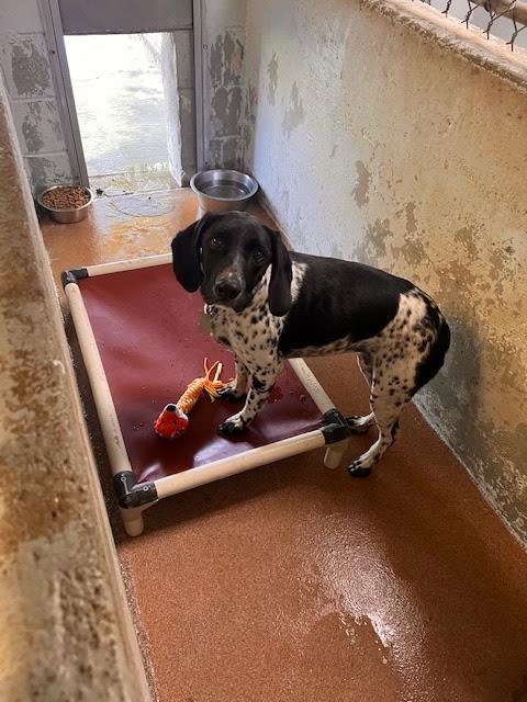 Lady #A1404: Female Dog