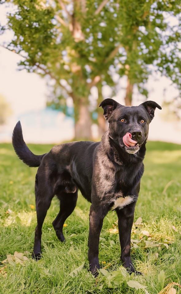 Mowgli #A1396: Male Dog