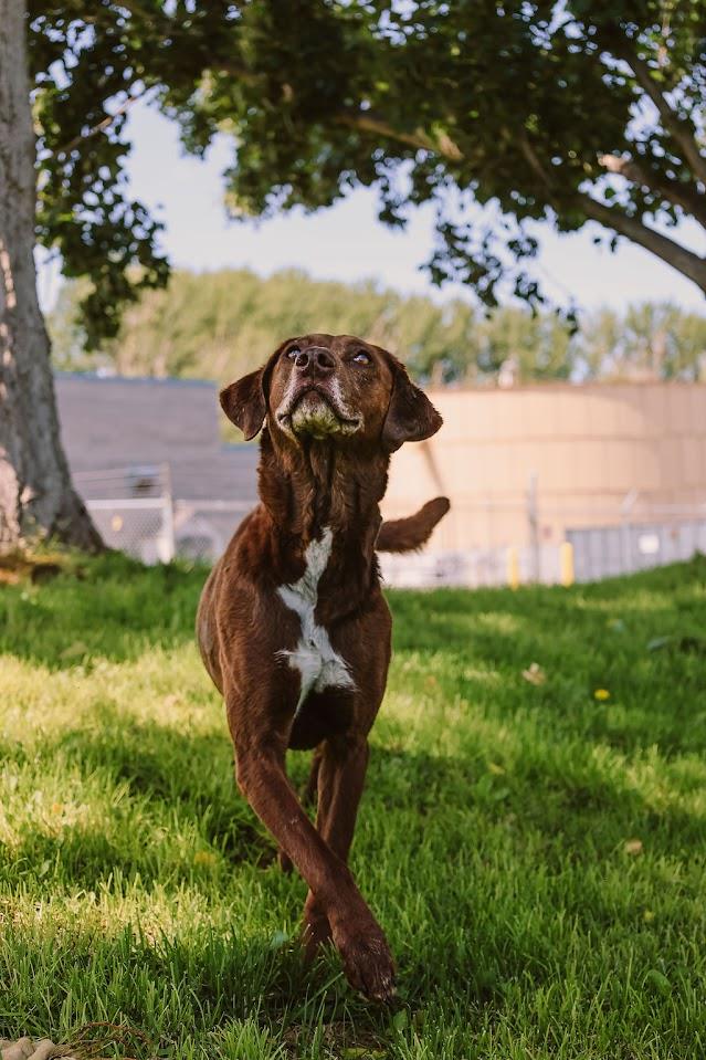 Coco #A1459: Female Dog