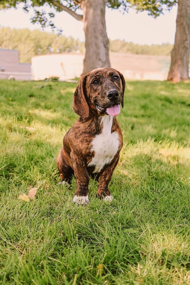 Margo #A1458: Female Dog