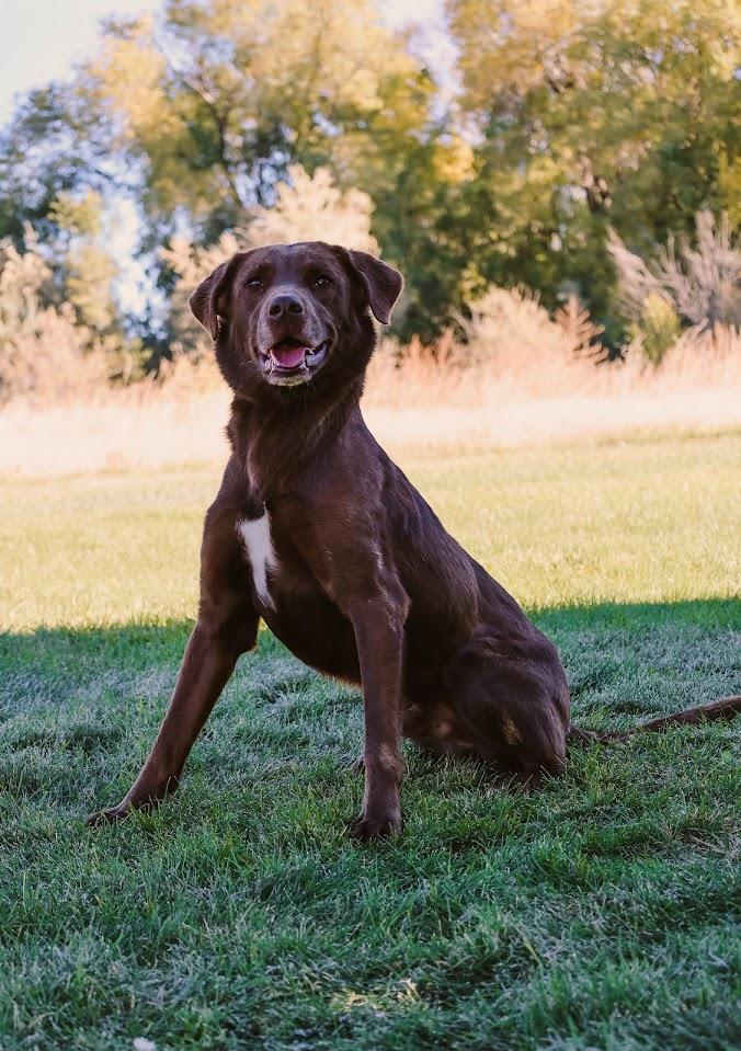 Apollo #A1593: Male Dog