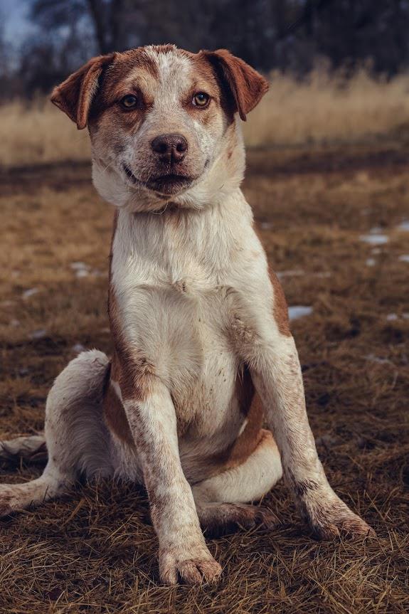 Aberdeen #A1269: Female Dog