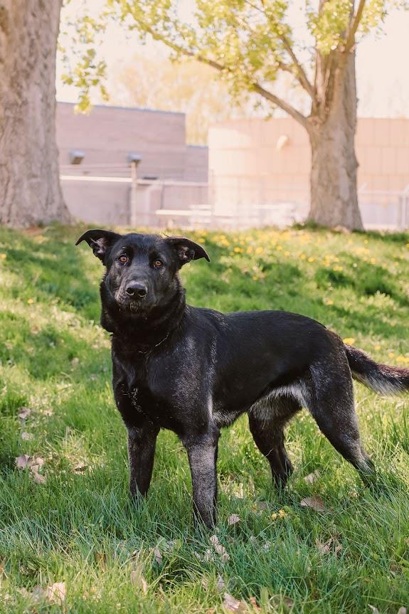 Jenna #A1362: Female Dog