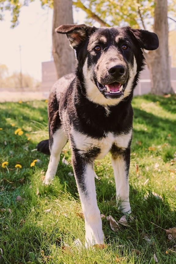 Balto #A1363: Male Dog