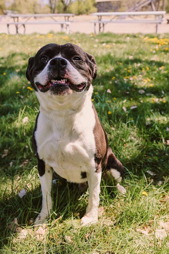 Boris #A1340: Male Dog