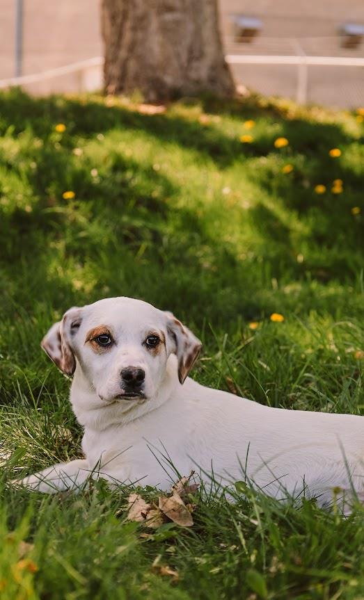 Star #A1342: Female Dog