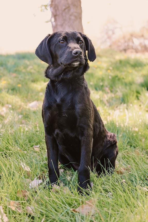 Doc #A1344: Male Dog