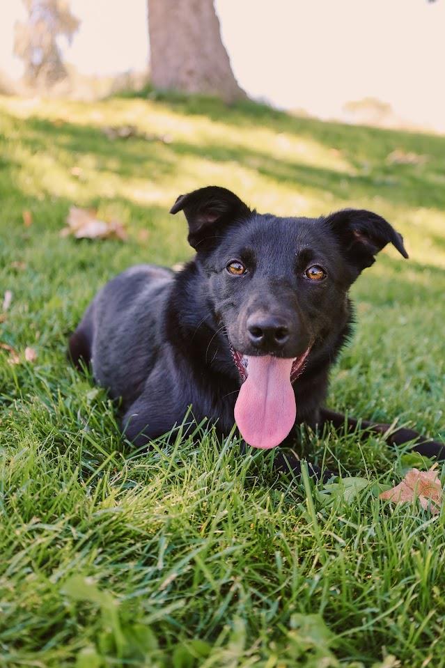 Sprinkles #A1540: Female Dog