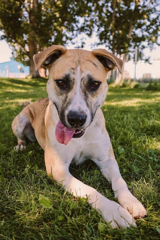 Maple #A1479: Female Dog