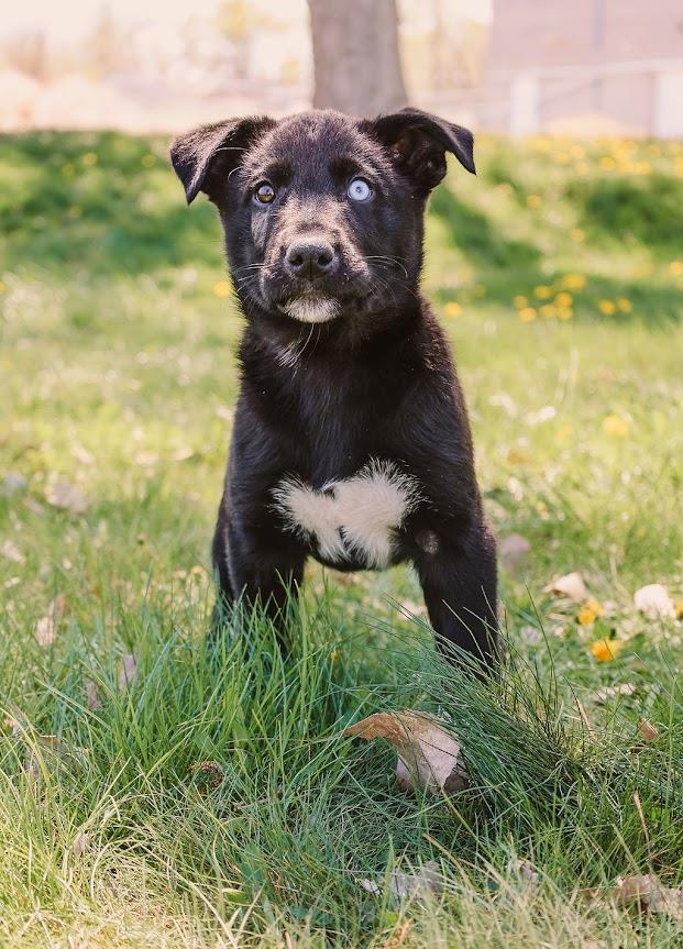 Rosco #A1350: Male Dog
