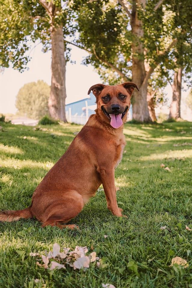 Neveah #A1519: Dog