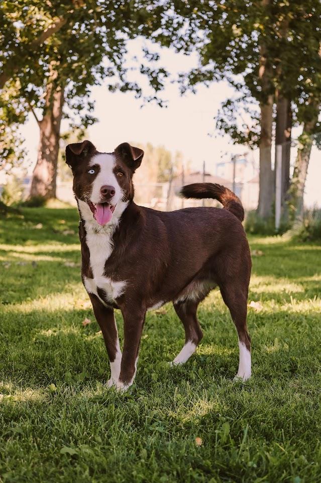 Saydee #A1535: Female Dog