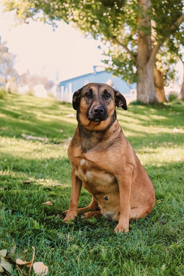 Nana #A1545: Female Dog