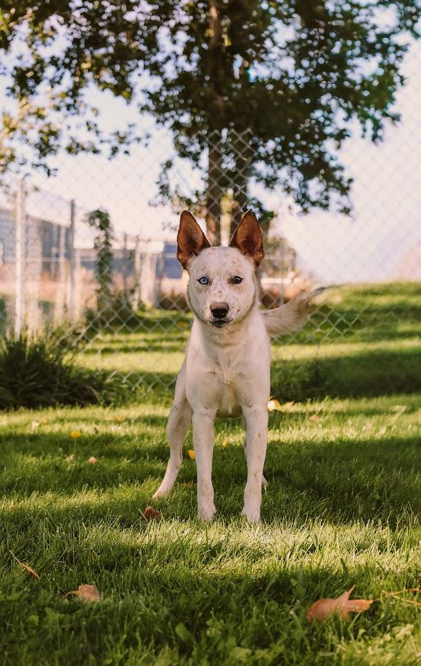 Margaery #A1556: Female Dog