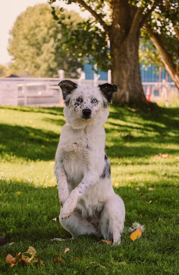 Glimmer #A1566: Female Dog