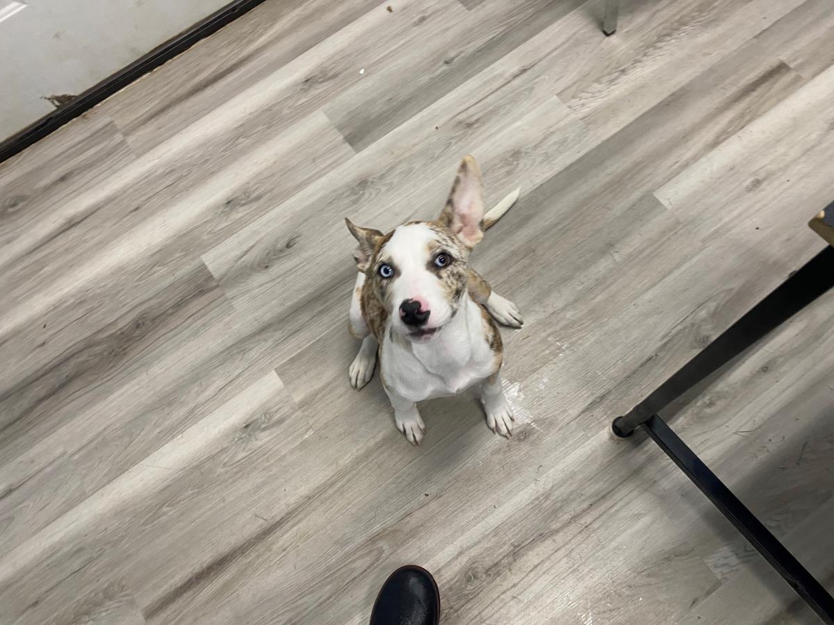 Ember #A1571: Female Dog