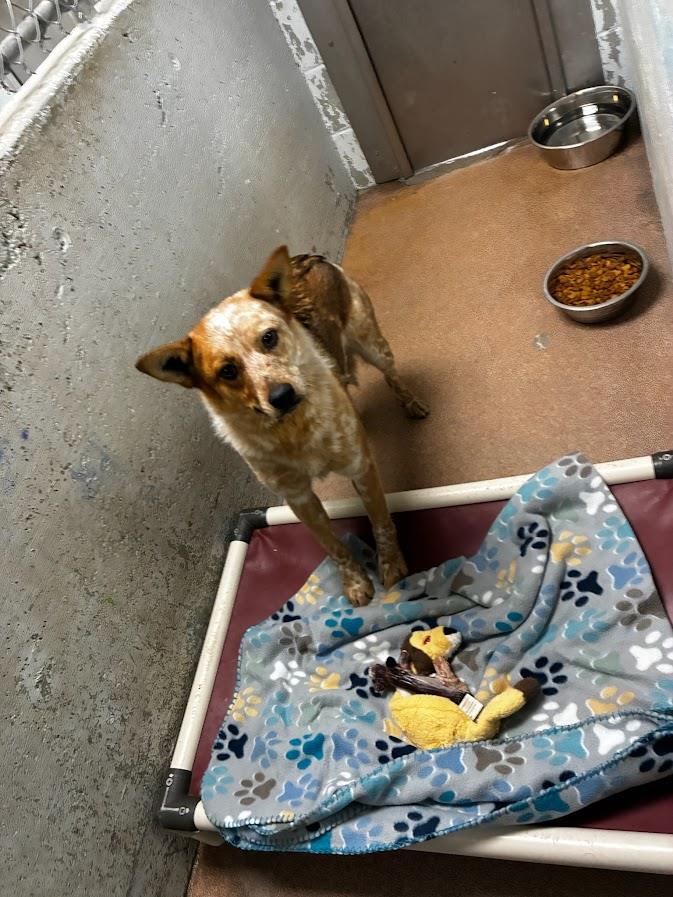 (Available For Adoption 3/5) #A1770: Female Dog