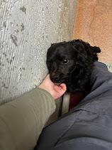 (Available For Adoption 3/12) #A1777: Male Dog