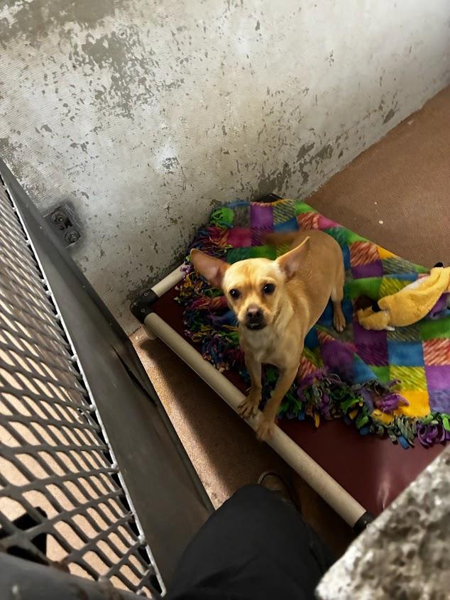 (Available For Adoption 3/18) #A1785: Male Dog