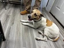 (Available For Adoption 3/25) #A1796: Male Dog