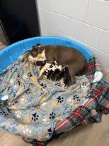 Charlotte #A1433: Female Dog