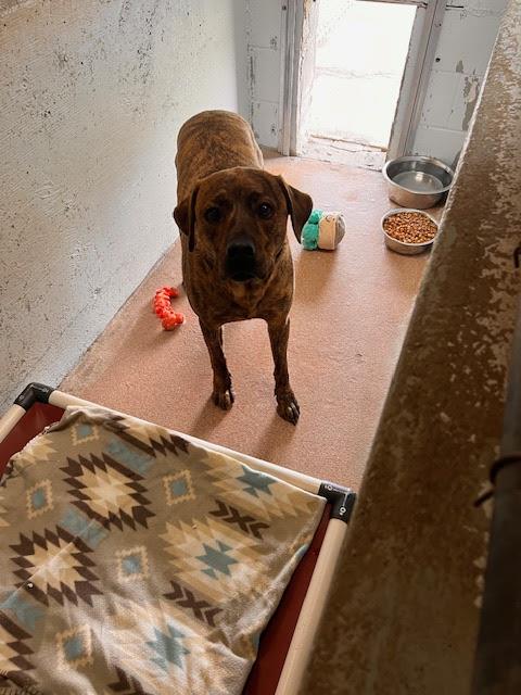[No Name] #A1395: Male Dog