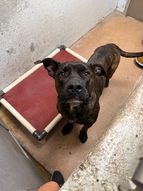 [No Name] #A1473: Male Dog