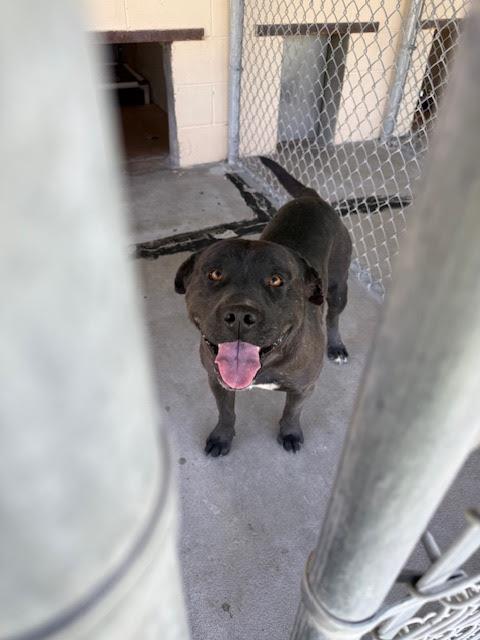 [No Name] #A1544: Male Dog