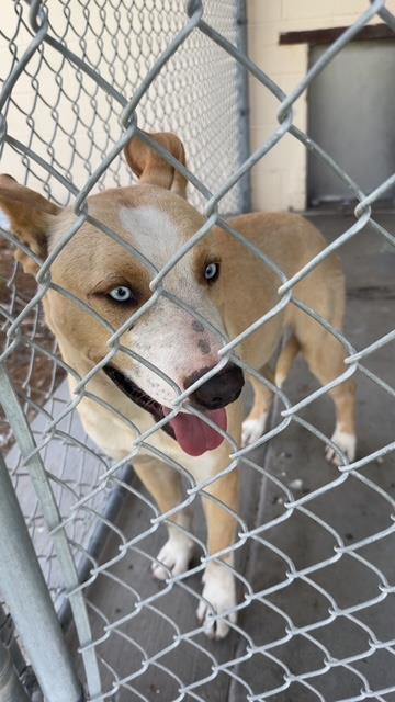[No Name] #A1397: Male Dog