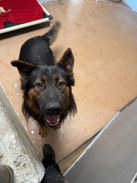 [No Name] #A1579: Male Dog