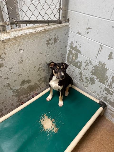 [No Name] #A1490: Male Dog