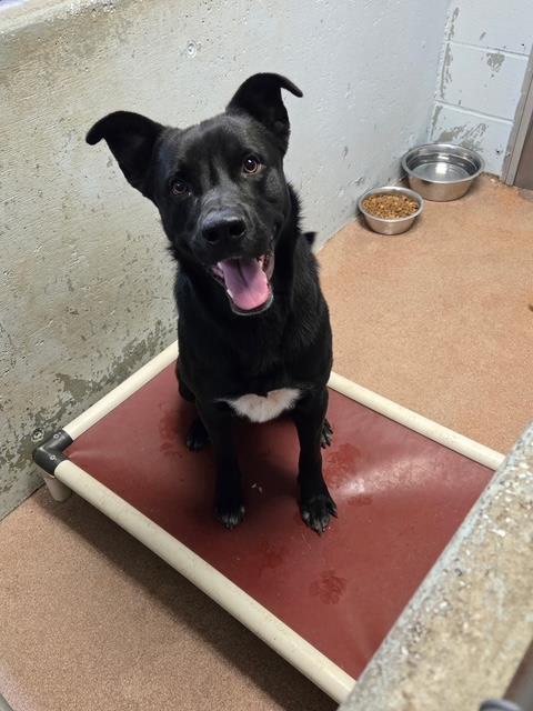 [No Name] #A1396: Male Dog
