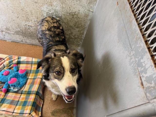 [No Name] #A1580: Female Dog