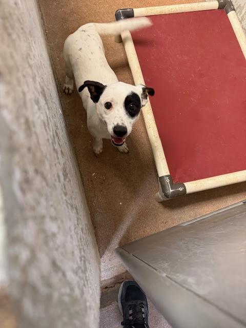[No Name] #A1542: Male Dog