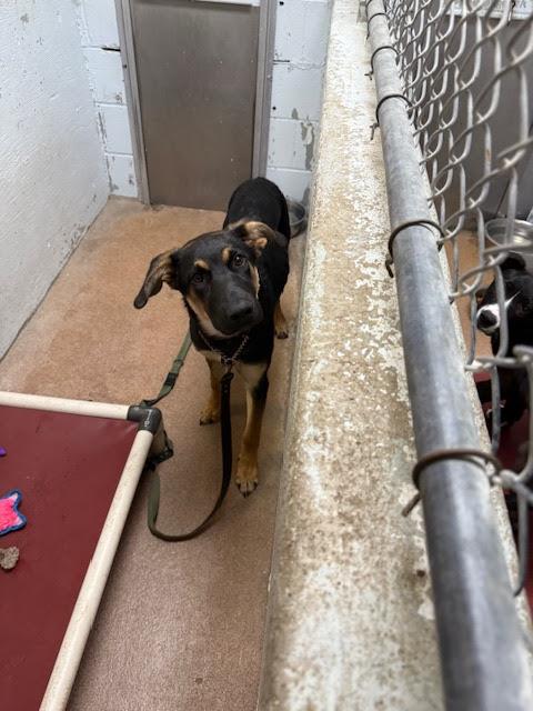 [No Name] #A1497: Male Dog