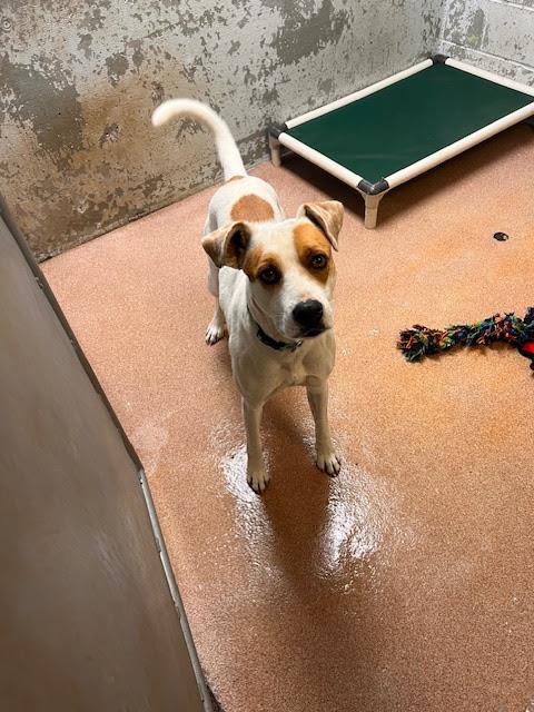 [No Name] #A1387: Female Dog